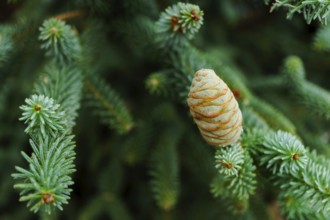 Close-up of a green fir tree branch with cones growing during summer season