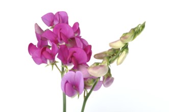 Sweet peas on a white background