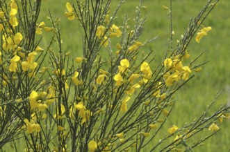 Flowering broom in a meadow, Yellow flowers on green stems in a field, evoking a bright and