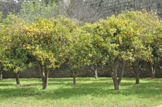 Orange orchard in Porto, Portugal