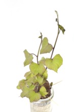 Sweet potato sprouts in a jar, Sweet potato plant with green leaves and stems in a glass container