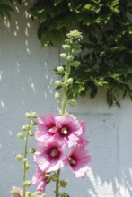 Garden hollyhock lcea Althea rosea, Blooming pink hollyhock against a white wall with green foliage