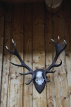 Deer antlers and chamois horn in Valloire