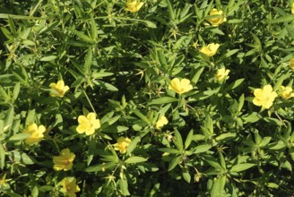 Large flower Primrose