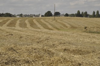 Cereal field after harvest