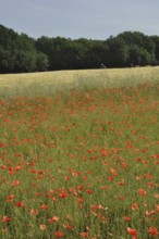 Field full of poppies in Charente Maritime