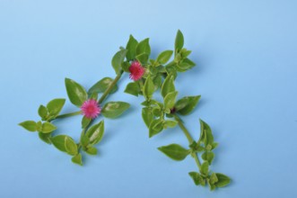 Green succulent leaves and small pink flowers of iceplant