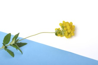 Calceolaria flowers on a white background