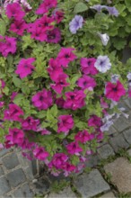 Flower box with petunias (Petunia), on stone paving, Bavaria, Germany