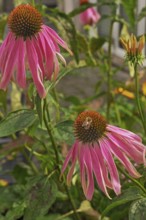 Purple coneflower (Echinacea purpurea), with honeybee, Bavaria, Germany