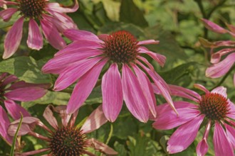 Purple coneflower (Echinacea purpurea), Bavaria, Germany
