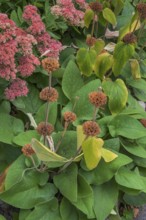Phlomis russeliana, Turkish sage, and yellow-leaved Japanese spirea (Spiraea japonica), Bavaria,