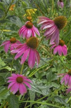 Purple coneflower (Echinacea purpurea), Bavaria, Germany