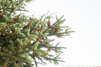 Fir tree branches with cones growing against a clear sky, creating a tranquil nature scene