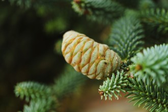 Close-up of immature fir cone developing on conifer branch, showcasing vibrant green and orange