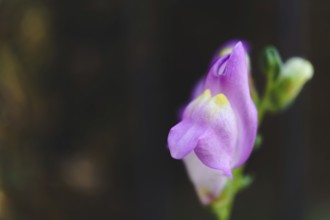 Pink snapdragon flower blooming in a garden, displaying its delicate petals and vibrant color