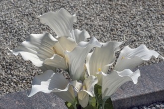 Gravesite with Zantedeschia, calla lilies, family Araceae, catholic cemetery, Kempten, Allgäu,