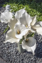 Gravesite with Zantedeschia, calla lilies, family Araceae, catholic cemetery, Kempten, Allgäu,