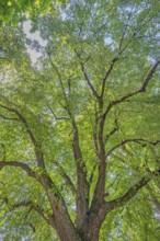 Tree crown, lime tree (Tilia), catholic cemetery, Kempten, Allgäu, Bavaria, Germany