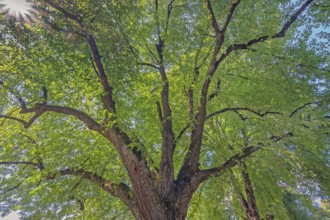 Tree crown, lime tree (Tilia), catholic cemetery, Kempten, Allgäu, Bavaria, Germany