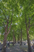 Linden avenue (Tilia), catholic cemetery, Kempten, Allgäu, Bavaria, Germany