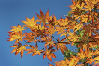Blue sky and Downy Japanese Maple (Acer japonicum), or Thunberg's fan maple, backlit, Kempten,