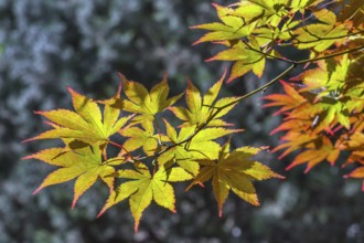Downy Japanese Maple (Acer japonicum), or Thunberg's fan maple, backlit, Kempten, Allgäu, Bavaria,