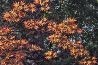 Downy Japanese Maple (Acer japonicum), or Thunberg's fan maple, backlit, Kempten, Allgäu, Bavaria,