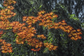 Downy Japanese Maple (Acer japonicum), or Thunberg's fan maple, backlit, Kempten, Allgäu, Bavaria,