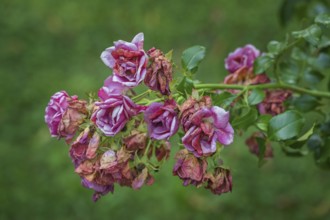 Faded bush roses, Allgäu, Bavaria, Germany