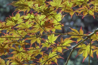 Downy Japanese Maple (Acer japonicum), or Thunberg's fan maple, backlit, Kempten, Allgäu, Bavaria,