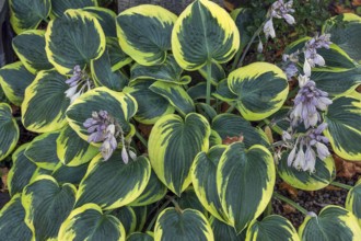 Funkia (Hosta Tratt., synonym: Funkia Spreng.), also known as heartleaf lily, Allgäu, Bavaria,