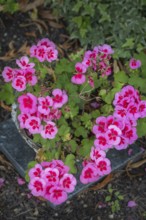 Pelargoniums (Pelargonium), geraniums, Allgäu, Bavaria, Germany