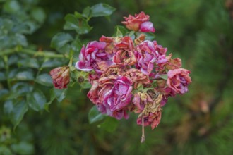 Faded bush roses, Allgäu, Bavaria, Germany