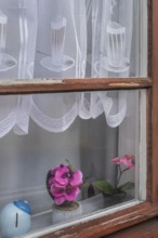 Window with blind, white, curtain with orchids at the Allgäuhalle, Kempten, Allgäu, Bavaria,