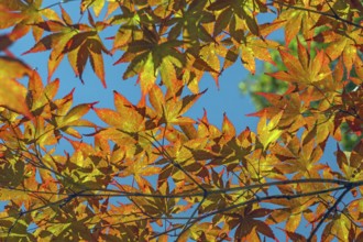 Blue sky and Downy Japanese Maple (Acer japonicum), or Thunberg's fan maple, backlit, Kempten,