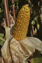 A ripe yellow corn cob surrounded by green leaves in a field