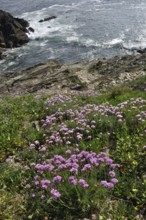Armeria maritima pink sea growing on a cliff in Brittany in France