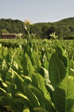 A lush field of tobacco plants with a barn and rolling hills in the background on a sunny day.