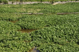 Lush green watercress growing in a cultivated field with visible water channels. Watercress bed in