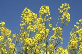 Flower of rape, Bright yellow rapeseed flowers reaching toward a clear blue sky