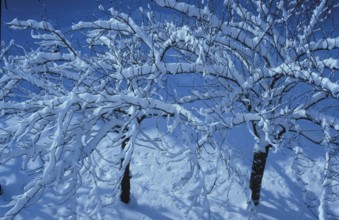 Snow-covered tree branches against a clear blue sky creating a serene winter atmosphere. Sakura