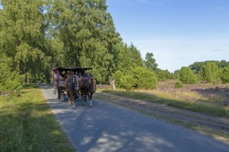 Horse-drawn carriage, heather blossom, Lüneburg Heath near Wilsede, Bispingen, Lower Saxony,