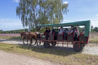Horse-drawn carriage, heather blossom, Lüneburg Heath near Wilsede, Bispingen, Lower Saxony,