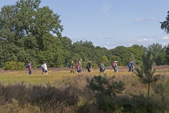 Hiker at Wilseder Berg, Lüneburg Heath near Wilsede, Bispingen, Lower Saxony, Germany