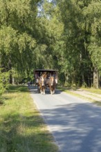 Horse-drawn carriage, Lüneburg Heath near Wilsede, Bispingen, Lower Saxony, Germany