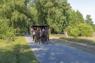 Horse-drawn carriage, heather blossom, Lüneburg Heath near Wilsede, Bispingen, Lower Saxony,