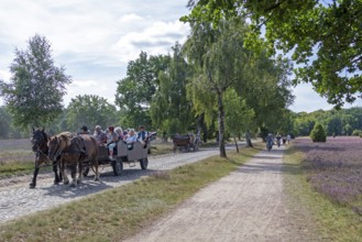 Horse-drawn carriage, cyclist, heather blossom, Lüneburg Heath near Wilsede, Bispingen, Lower