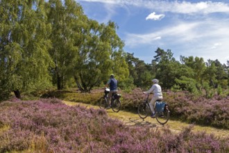 Cyclist, heather blossom at Wilseder Berg, Lüneburg Heath near Wilsede, Bispingen, Lower Saxony,