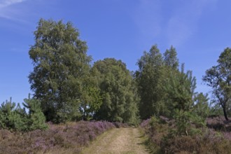 Hiking trail, trees, heather blossom at Wilseder Berg, Lüneburg Heath near Wilsede, Bispingen,